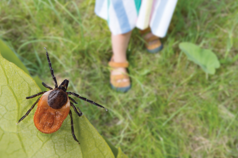 Tick Bite Treatment