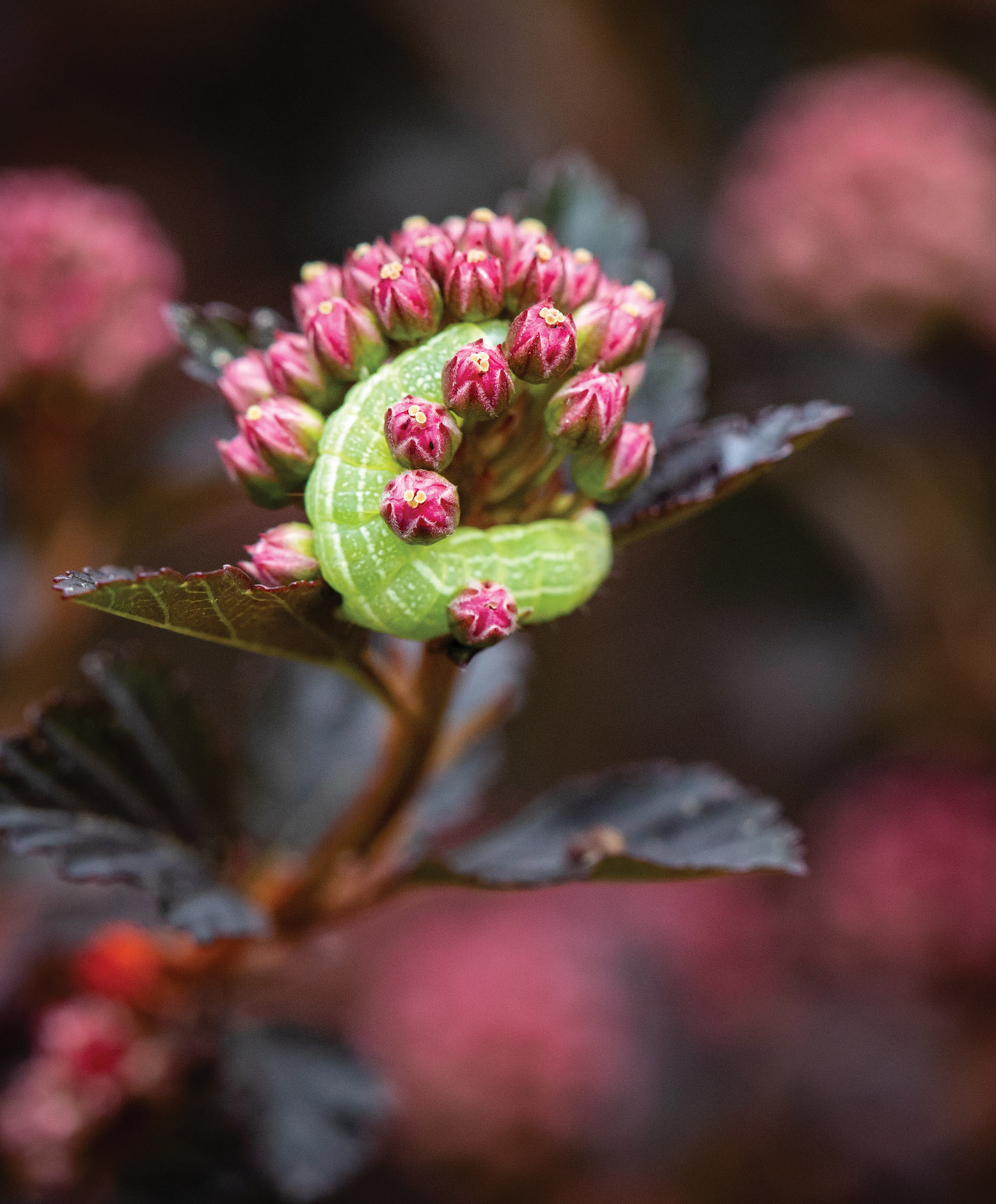 Caterpillar