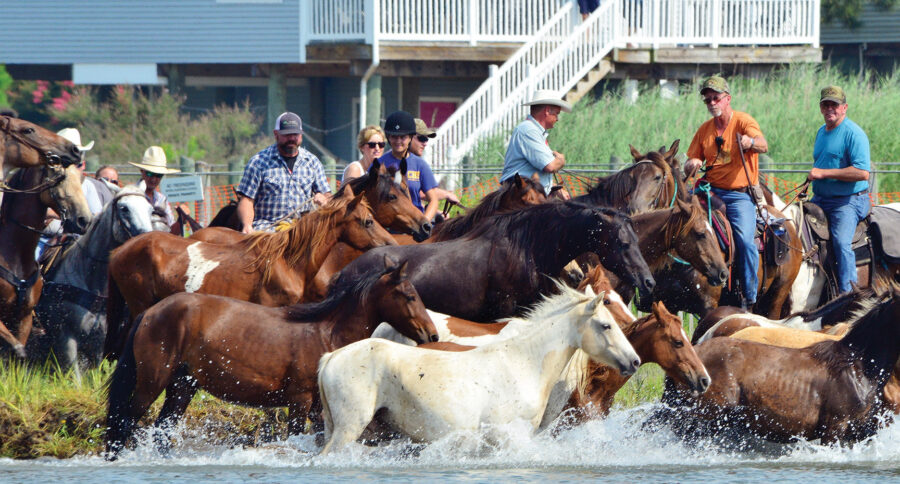Horses Running in Water at Chincoteague Island, Virginia
