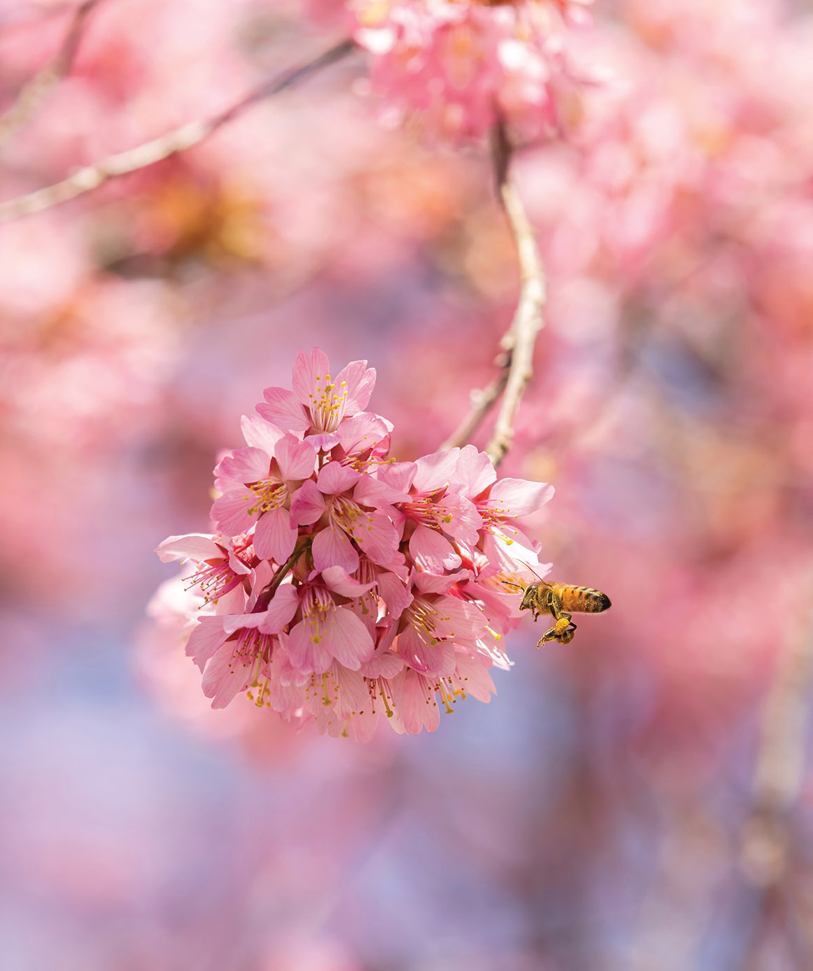 Cherry Tree with Bee