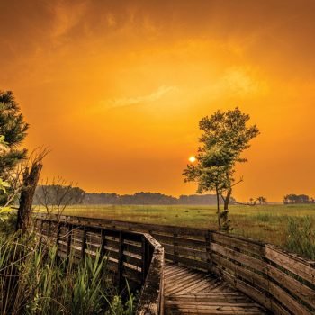 Matthew Trucks Quiet Anticipation