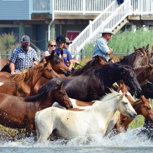 Horses Running in Water at Chincoteague Island, Virginia